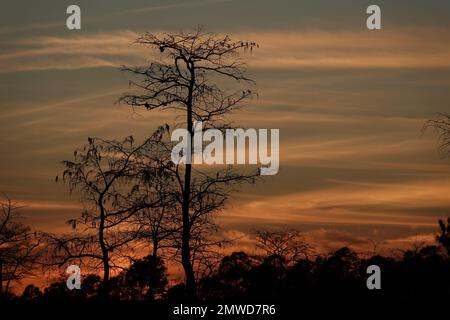 Cypress trees in winter, silhouetted against sunset sky, Everglades National Park, Florida Stock Photo