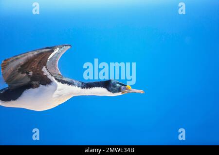 Imperial shag (Leucocarbo atriceps) in flight, Falkland Islands, South America Stock Photo