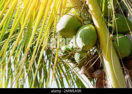 Young coconut fruit on the coconut tree, fresh green coconut palm tree tropical fruit on plant in the garden on summer Stock Photo