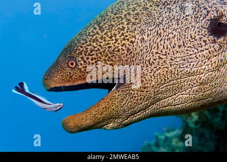 Portrait giant moray (Gymnothorax javanicus) with open mouth and bluestreak cleaner wrasse (Labroides dimidiatus), Makadi Bay, Red Sea, Hurghada Stock Photo