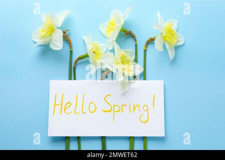 Card with words HELLO SPRING and narcissus flowers on light blue background, flat lay Stock Photo