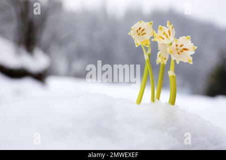 Spring snowflakes growing outdoors on winter day. Beautiful flowers Stock Photo