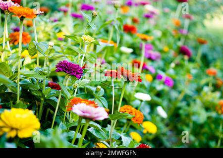A closeup of colorful Zinnia blossoms in a garden during daytime Stock Photo