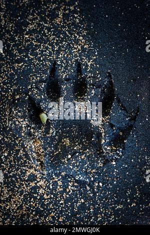 A top view of an animal paw print in the mud covered in fallen leaves Stock Photo