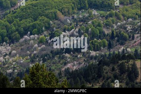 Beech forests and meadows Stock Photo