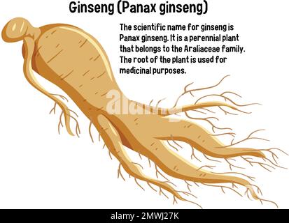 Ginseng (Panax Ginseng) with explanation illustration Stock Vector