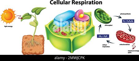 Plant cell anatomy structure illustration Stock Vector Image & Art - Alamy