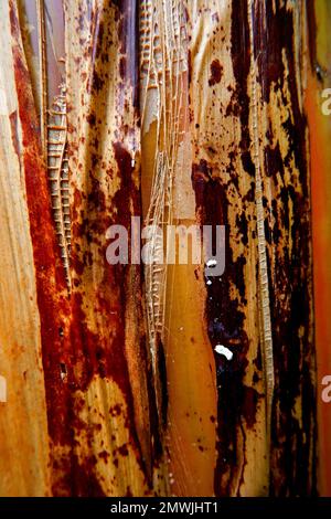 Close Up View, Texture Of Old Banana Tree Bark Stock Photo