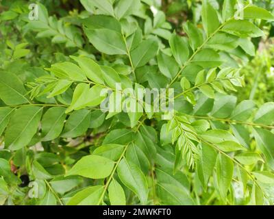 The curry tree (Murraya koenigii) also known as karuveppilai, sweet neem, kadi patta or curry vepila. Family Rutaceae. Stock Photo