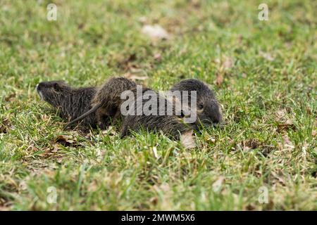 A group of young nutrias foraging in a field Stock Photo