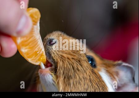 Guinea pig using front incisors to eat a tasty treat of an orange in held by hand.  Stock Photo