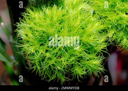 A closeup of the common apple-moss against the blurred background Stock Photo
