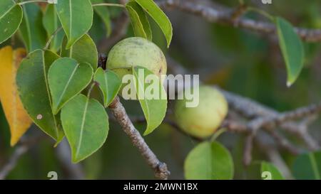 close up of fruit and leaves of a manchineel tree at manuel antonio Stock Photo