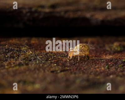 Side view of a very tiny globular springtail insect (Dicyrtomina minuta) crawling on the bark of a dead tree in Watershed Park, British Columbia, Cana Stock Photo