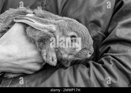 Black and white view of a female hand holding a rabbit Stock Photo