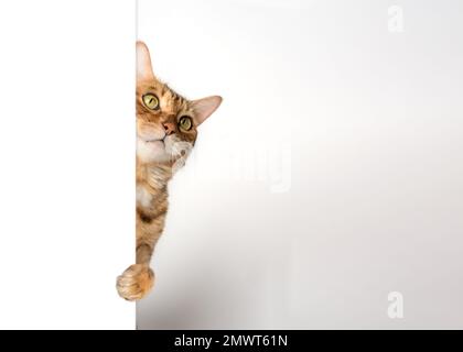 Funny cat peeks out from behind the wall. Copy space. Stock Photo