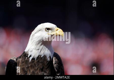 A bald eagle is seen before the start of a baseball game between the St.  Louis Cardinals and the Milwaukee Brewers Monday, April 11, 2016, in St.  Louis. (AP Photo/Jeff Roberson Stock