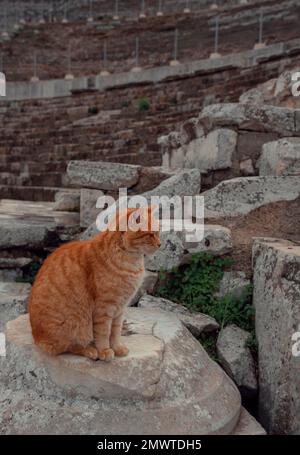 Red-headed cat watching passers-by in the touristic place Stock Photo