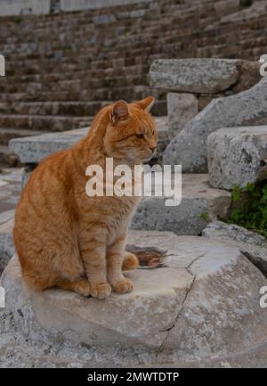 Red-headed cat watching passers-by in the touristic place Stock Photo