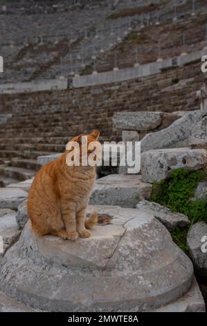 Red-headed cat watching passers-by in the touristic place Stock Photo