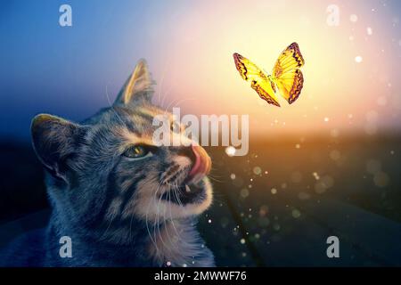 The cat looks at the butterfly. Fairy photo. Stock Photo