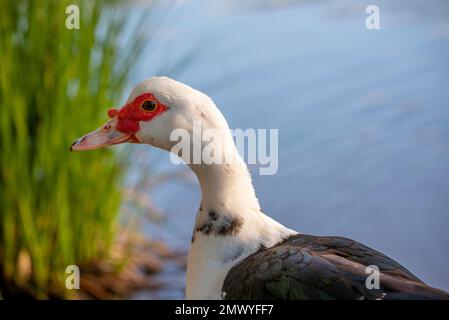 A close-up of a female Muscovy duck (Cairina moschata) at the edge of a pond with reeds and water background. It's a large duck native to the Americas Stock Photo