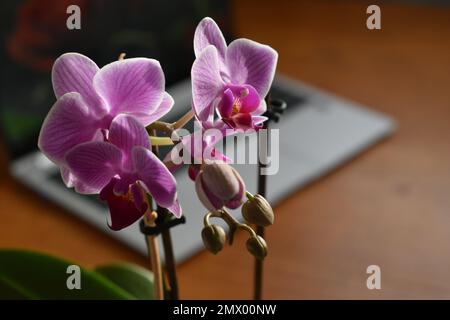 Orchid flower blossom closeup in sunlight Stock Photo