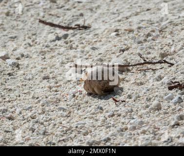 Small land hermit crab on sandy beach, Maldives Stock Photo