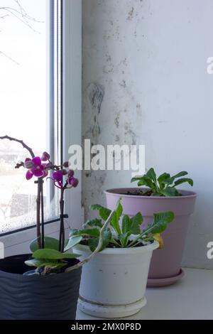 The slope is damaged by fungus and the windowsill with pots of houseplants. Mold affects a damp window in winter Stock Photo