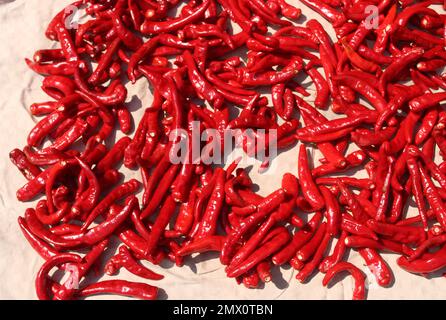 Red Korean chili peppers drying in the sun Stock Photo