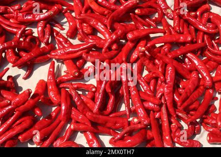 Red Korean chili peppers drying in the sun Stock Photo