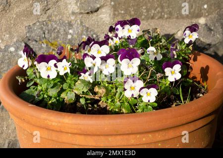 Beautiful purple and white violas blooming in large pot in winter January garden Carmarthenshire Wales UK Great Britain 2023  KATHY DEWITT Stock Photo