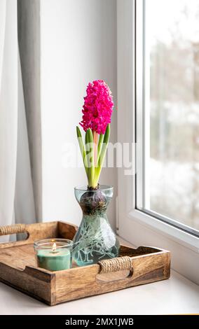Hyacinths Hyacintus orientalis growing and blooming in home in special growing vase in February. Flowers in bloom on home window sill. Stock Photo