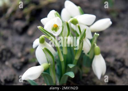 Fragile snowdrops, a widely cultivated bulbous European plant that bears drooping white flowers during the late winter. Stock Photo