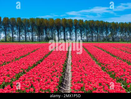 Beautiful Tulips field during summer Stock Photo