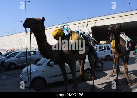 East Delhi, Delhi, India. 31st Jan, 2023. Camels on Highway . Camel was coming from far away and stopped for some time in the national highway in the car parking area in Patpar Gunj East Delhi (Credit Image: © Ravi Batra/ZUMA Press Wire) EDITORIAL USAGE ONLY! Not for Commercial USAGE! Stock Photo