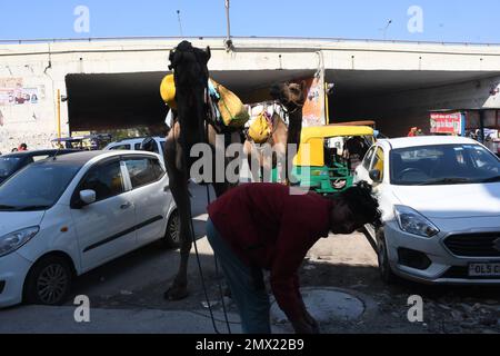 East Delhi, Delhi, India. 31st Jan, 2023. Camels on Highway . Camel was coming from far away and stopped for some time in the national highway in the car parking area in Patpar Gunj East Delhi (Credit Image: © Ravi Batra/ZUMA Press Wire) EDITORIAL USAGE ONLY! Not for Commercial USAGE! Stock Photo