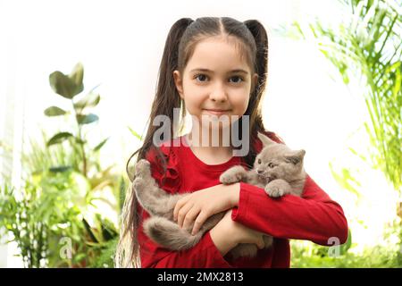 Portrait of girl holding Scottish straight baby cat on blurred background Stock Photo