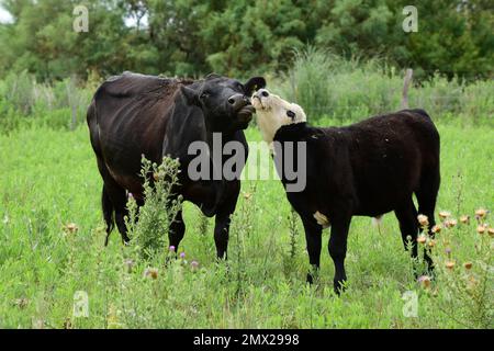 Cows raised with natural pastures, meat production in the Argentine countryside, La Pampa Province, Argentina. Stock Photo