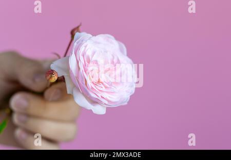 Small Cute Rose Branch Bouquet Flowers In Woman Hand Or Bucket Stock 