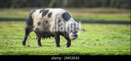 A large sow pig exploring the new forest during pannage season where pigs are free to roam and feed on fallen acorns which are poisonous to ponies. Stock Photo