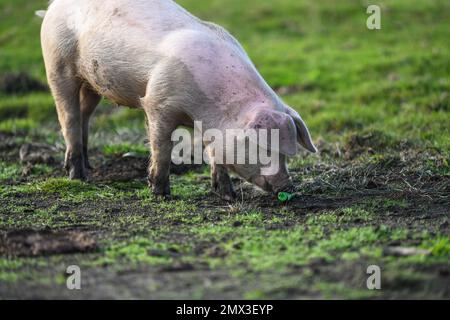 Object For Liter A piglet discovers discarded plastic tube in the New Forest Hampshire ...