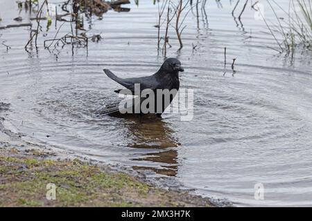 Carrion Crow (Corvus corone) bathing washing  Whitlingham CP Norfolk UK GB January 2023 Stock Photo