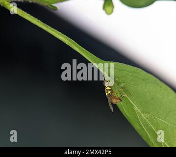 Bactrocera dorsalis, previously known as Dacus dorsalis and commonly referred to as the oriental fruit fly, is a species of tephritid fruit fly that is endemic to Southeast Asia. Stock Photo