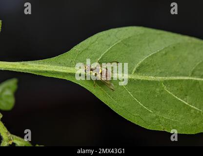 Bactrocera dorsalis, previously known as Dacus dorsalis and commonly referred to as the oriental fruit fly, is a species of tephritid fruit fly that is endemic to Southeast Asia. Stock Photo