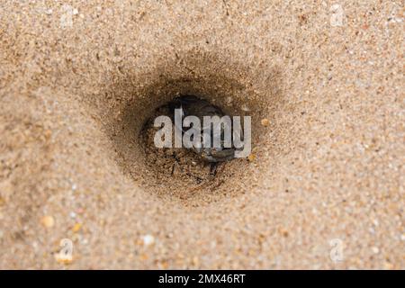 Horned Ghost Crab (Ocypode ceratophthalmus) in a hole on a beach in Ko Lanta, Krabi, Thailand. Stock Photo