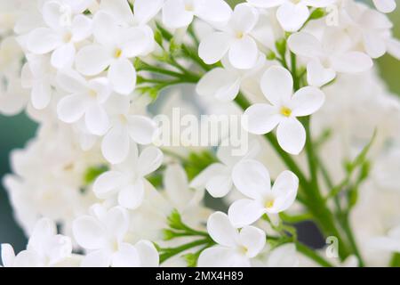 Blooming lilac flowers. Abstract background. Macro photo. Stock Photo