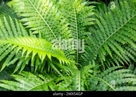 High angle view of fresh green fern leaves in springtime. Stock Photo