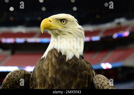 Challenger the American Bald Eagle is prepared to take part in a