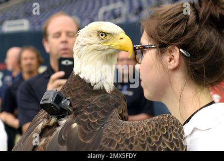 Challenger the American Bald Eagle is prepared to take part in a